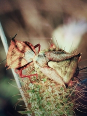 Arthropoda