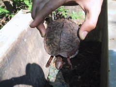 Rhinoclemmys pulcherrima rogerbarbouri