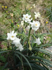 Narcissus dubius