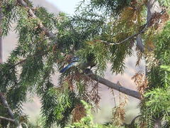 Cyanistes teneriffae teneriffae
