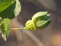 Abutilon parvulum