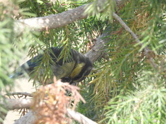 Cyanistes teneriffae teneriffae