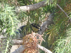 Cyanistes teneriffae teneriffae