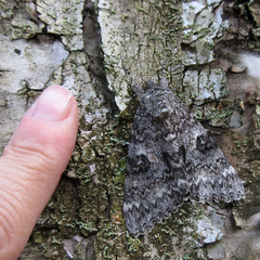 Catocala semirelicta