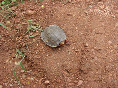 Rhinoclemmys pulcherrima rogerbarbouri