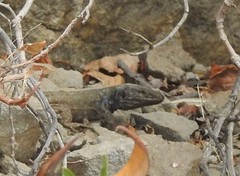 Gallotia galloti galloti