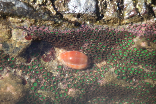 Carnelian Cowry