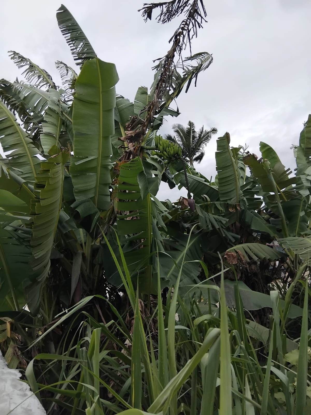 Musa paradisiaca