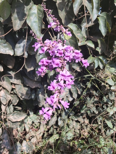 Cricketvine (Fridericia chica)