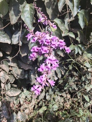 Cricketvine (Fridericia chica)