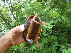 Rhinoclemmys pulcherrima rogerbarbouri