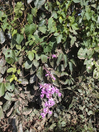 Fridericia chica, photograph 2