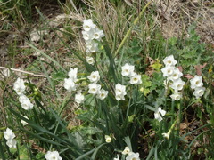 Narcissus dubius