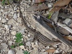 Psammodromus edwarsianus