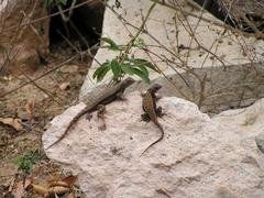 Sceloporus nelsoni
