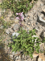 Stachys ajugoides