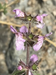 Stachys ajugoides