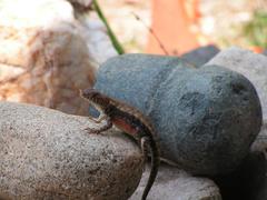 Sceloporus nelsoni
