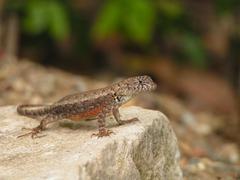 Sceloporus nelsoni