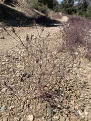 Cordylanthus kingii helleri