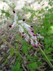 Fumaria capreolata capreolata