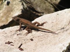 Sceloporus nelsoni