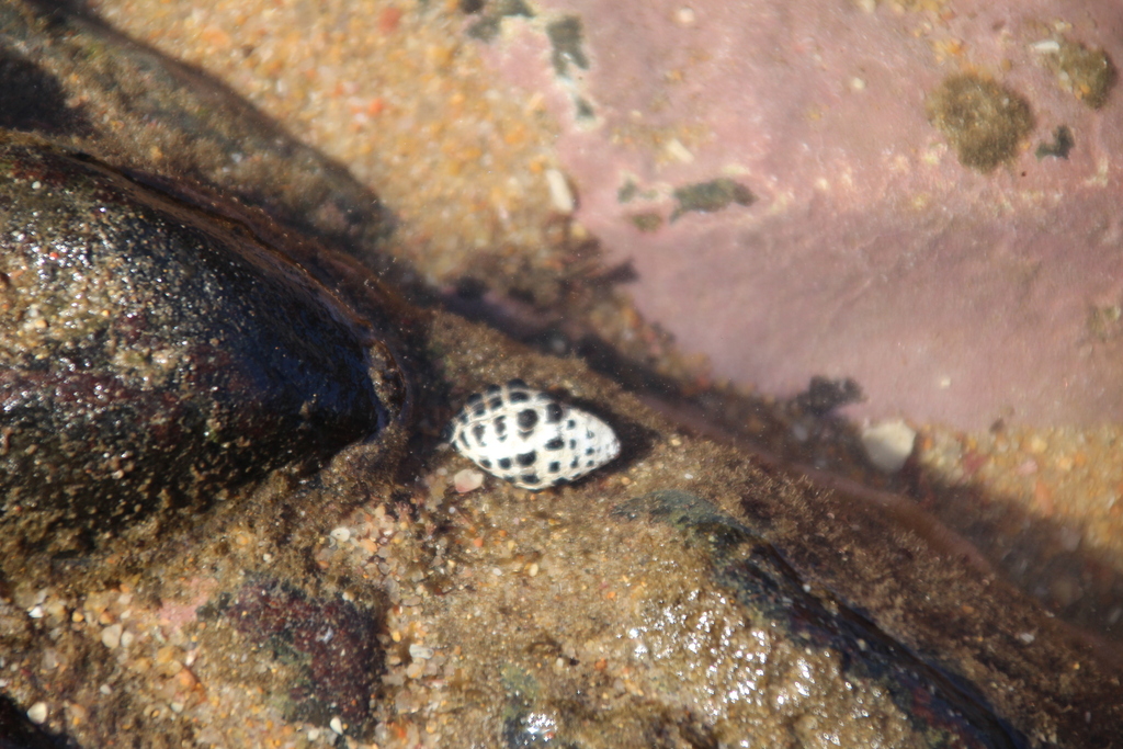 Arakawania granulata