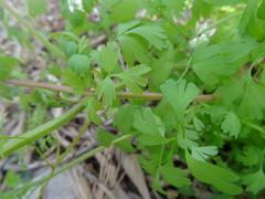 Fumaria capreolata capreolata