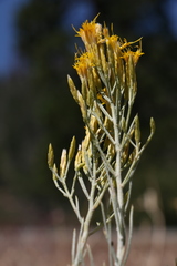 Ericameria nauseosa speciosa