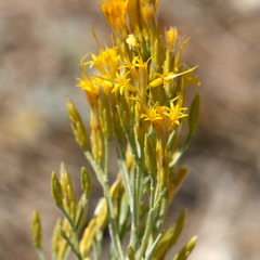 Ericameria nauseosa speciosa