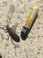 Nesoptychias simpliceps