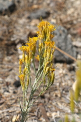 Ericameria nauseosa speciosa
