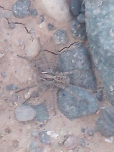 Lycosa praegrandis