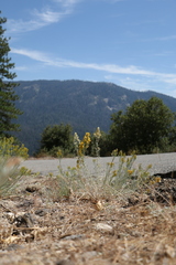 Ericameria nauseosa speciosa