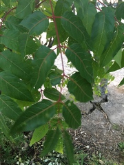 Ailanthus altissima