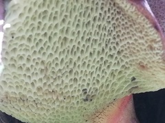 Boletinellus