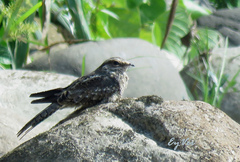 Chordeiles acutipennis