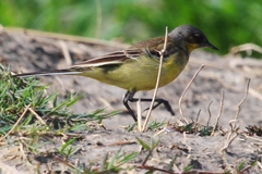 Motacilla flava feldegg