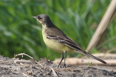 Motacilla flava feldegg