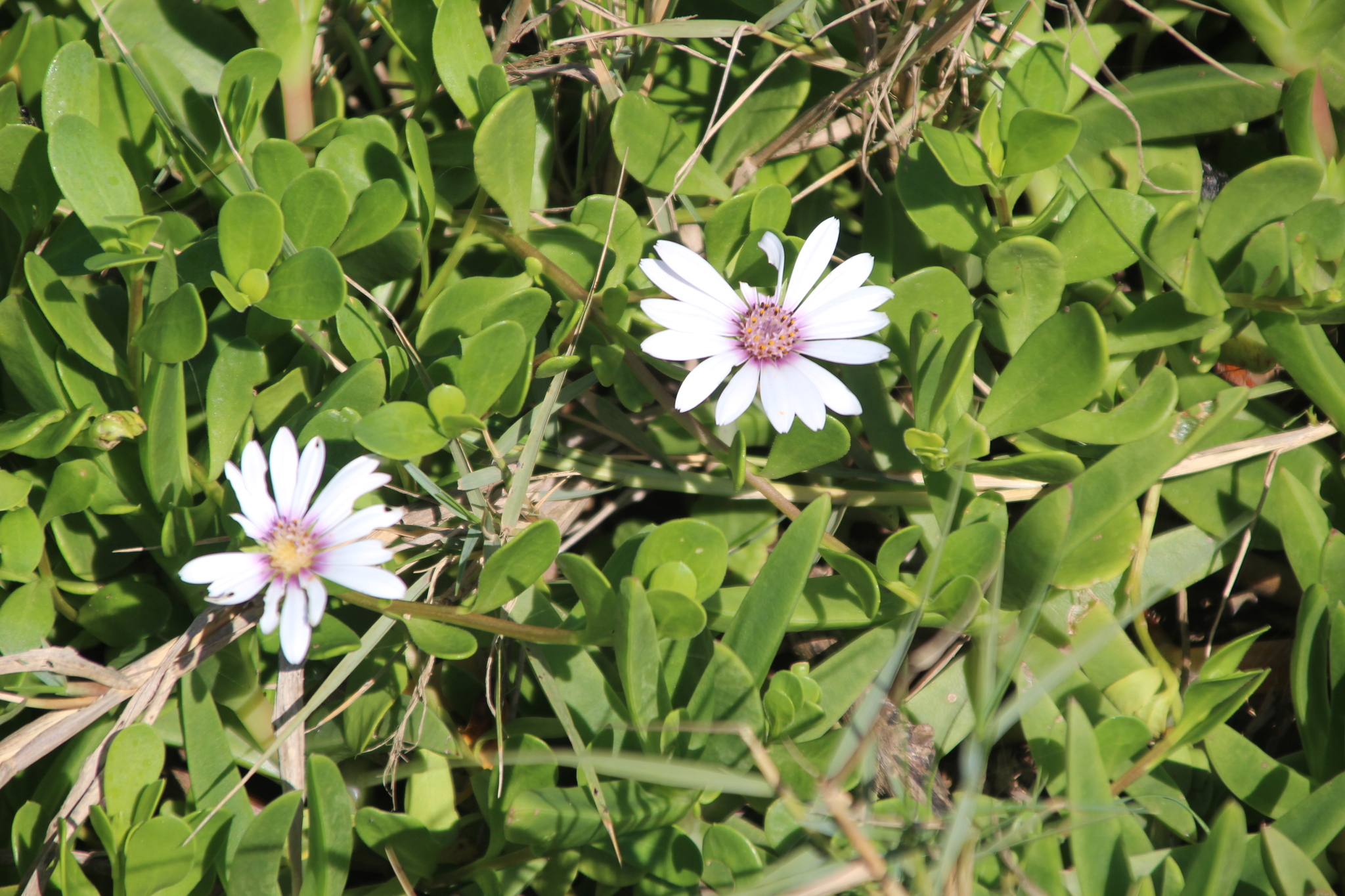 Dimorphotheca fruticosa