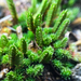 Selaginella densa densa - Photo 由 Jason Headley 所上傳的 (c) Jason Headley，保留部份權利CC BY-NC