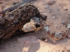 Trimorphodon paucimaculatus