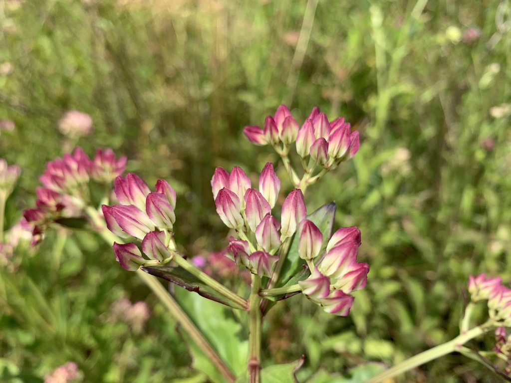 Georgia Indian Plantain