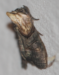 Abrostola ovalis