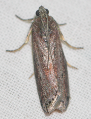 Sciota virgatella