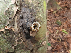 Tetragonisca angustula