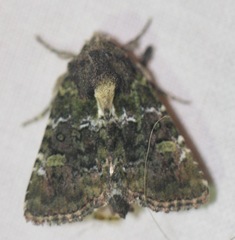 Oligia chlorostigma