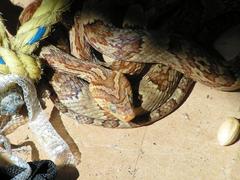 Trimorphodon paucimaculatus