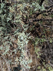 Berberis haematocarpa