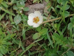 Kallstroemia rosei